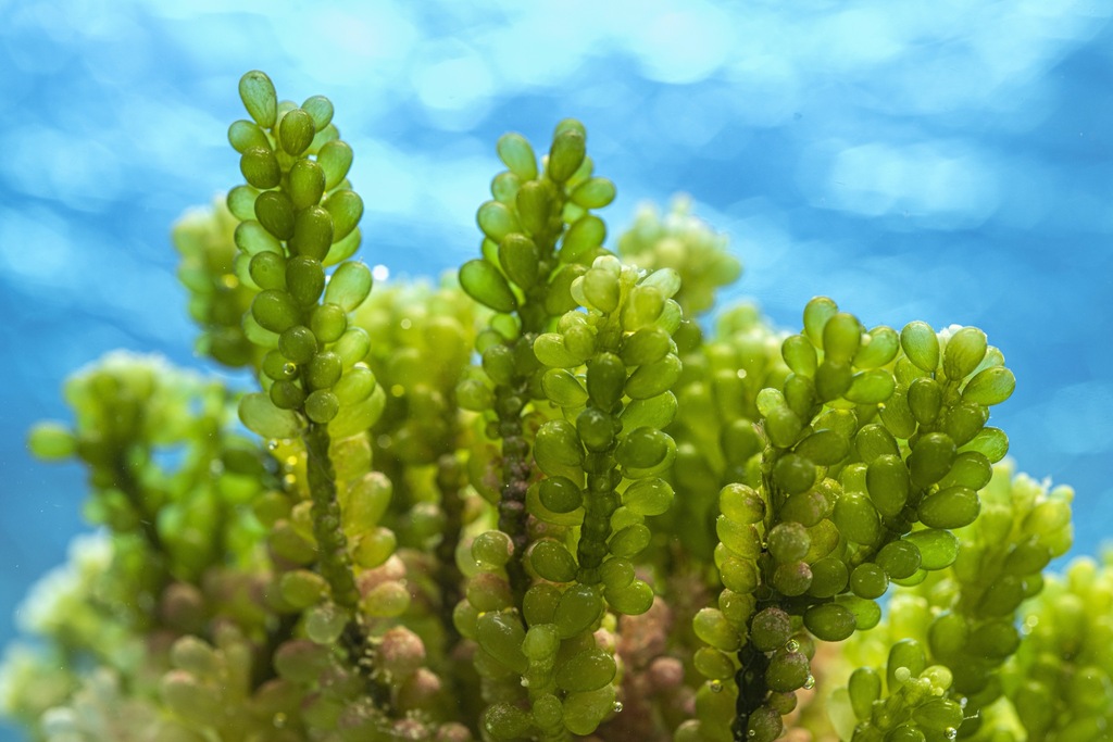 Cilledea Calavera Sea main image 0